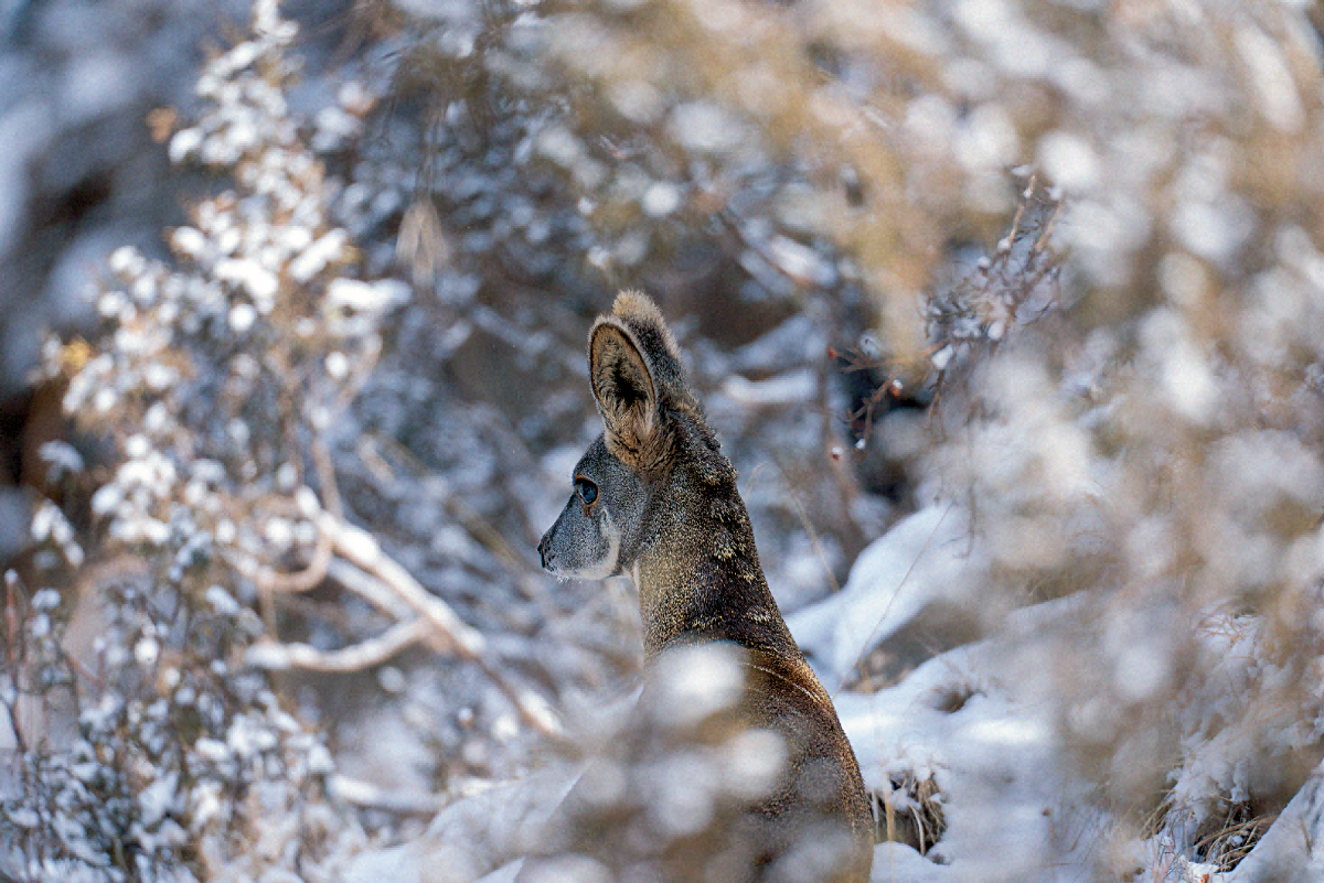 20260127第8期头版：自然之灵（骆晓耘  摄）.png