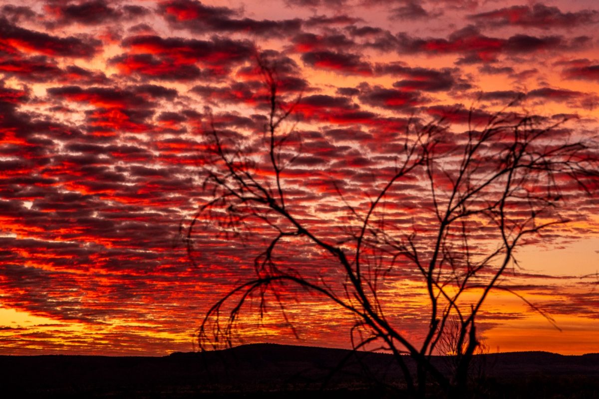 0112   2020广州寻梦天下 李小松《朝霞映红树》.jpg