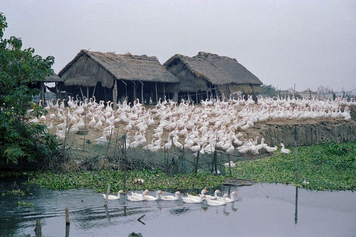 C-C2：2003年 车渡村 .jpg