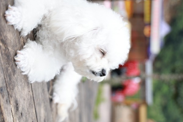 林间小憩的卷毛小精灵