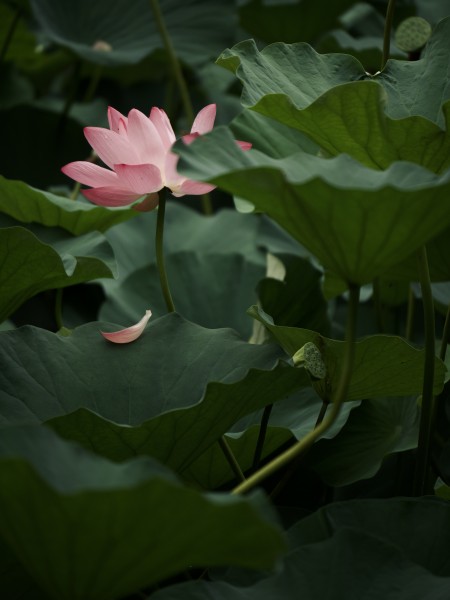 “夕阳无限好”