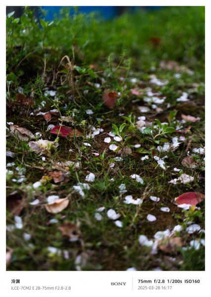 sakura tear樱花泪