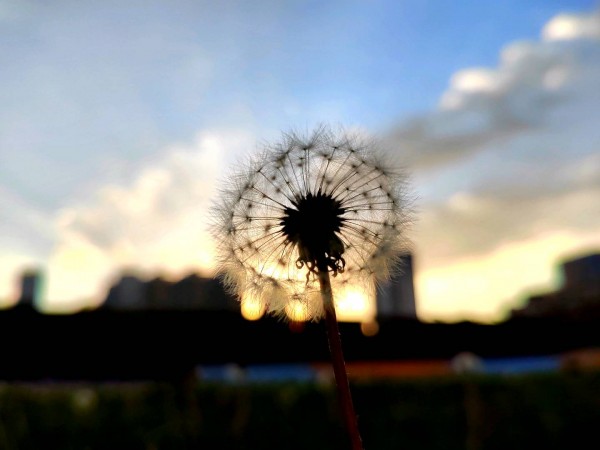 《黄昏里的蒲公英星》