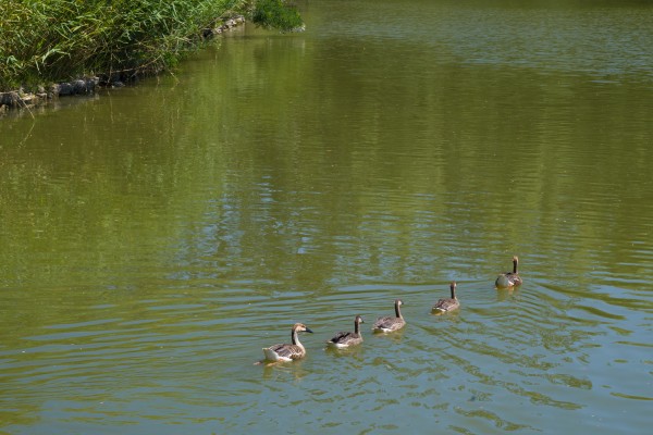 幸福一家人-迅游