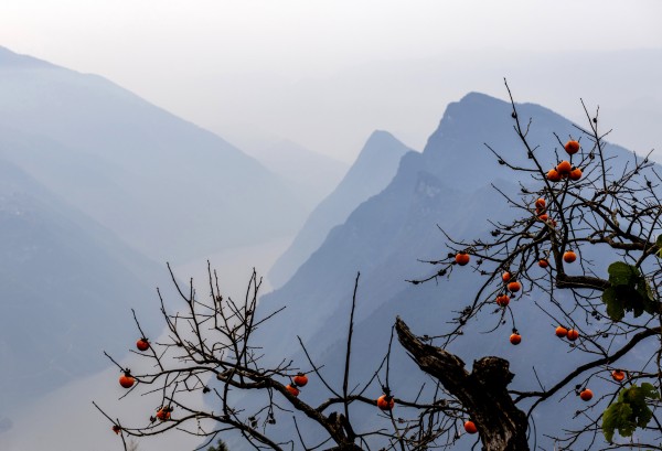 巳巳如意 生生不息
