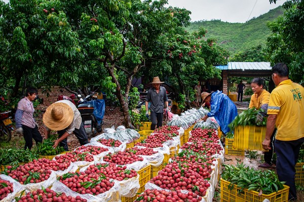 《荔枝大丰收》