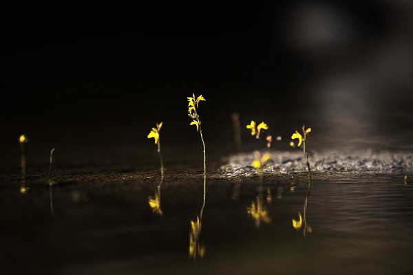 《山谷兰花》2025-1-5大地回春，山谷里绽放的兰花，仿佛是大自然的乐章，奏响着生命的旋律。