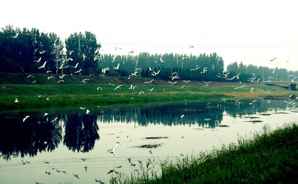 碧水芳草白鹭飞，同盟美景惹人醉
