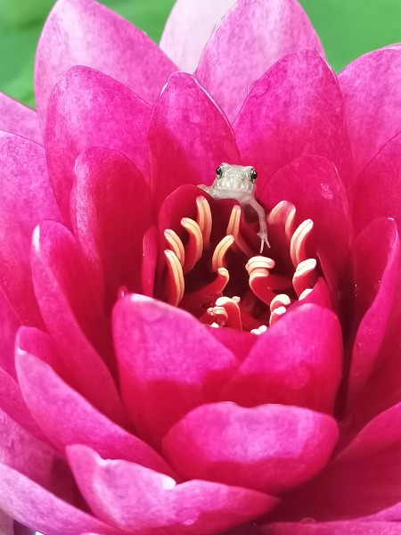 【荷之王子】img_20230715_104949