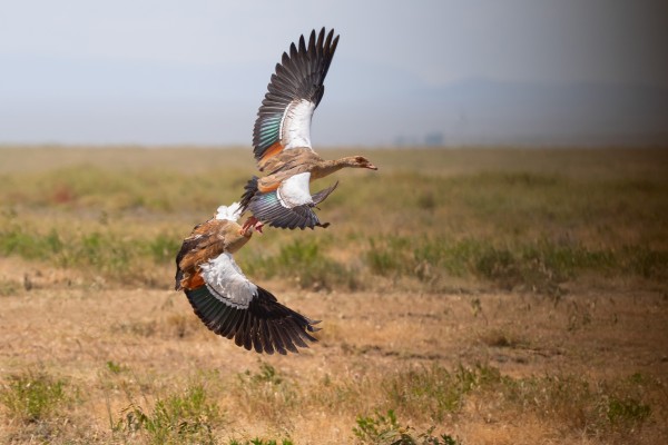 非洲大雁的对决