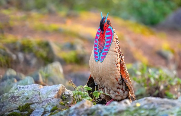 鸟中大熊猫-黄腹角雉