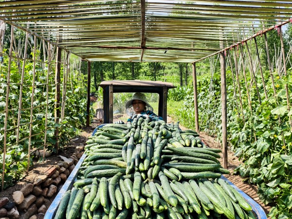 《翠干凝非遗》