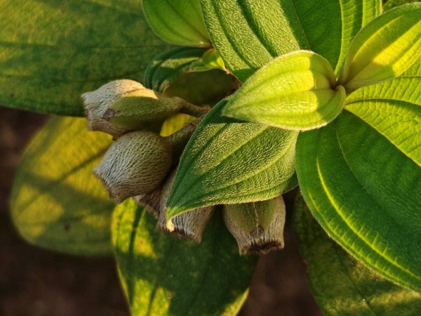 阳光下的毛绒绒植物