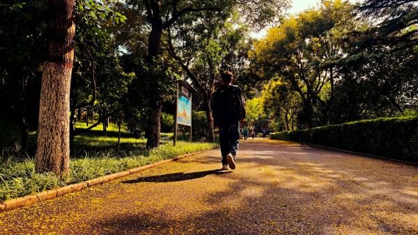 《林荫步履，时光在途》