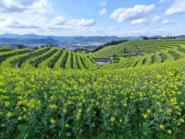 作品《遍地洒金》摄影：陆辉。