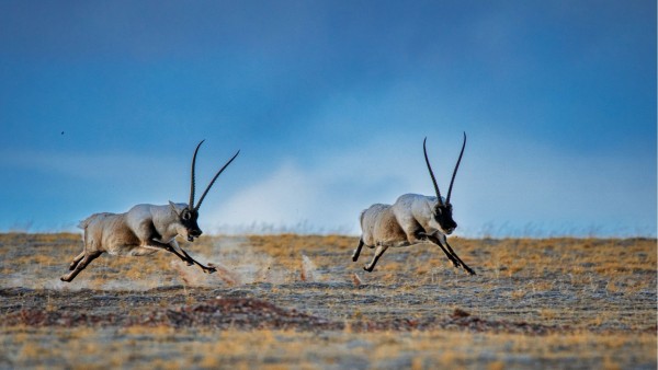 奔跑的藏羚羊