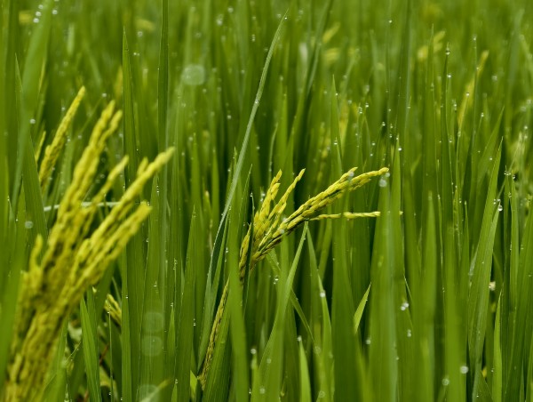 还未成熟的水稻