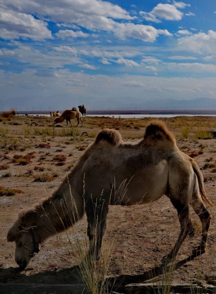 盐湖驼影