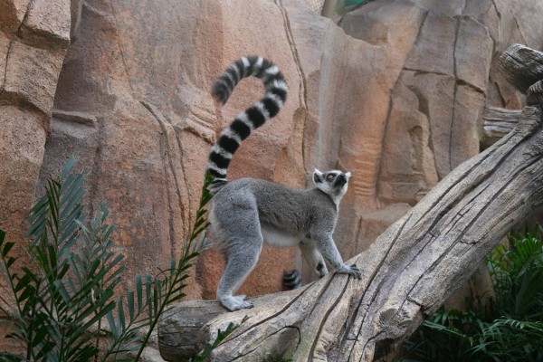 灰影立木，红岩作衬