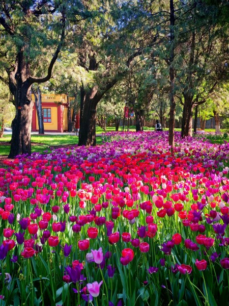 live在草木与光影间