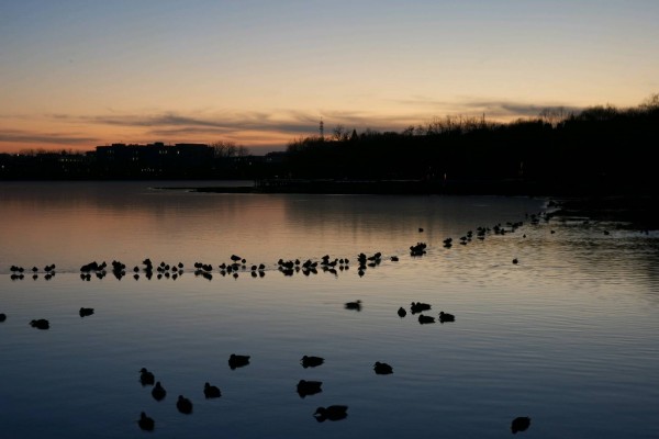 湖映霞光 禽伴国色