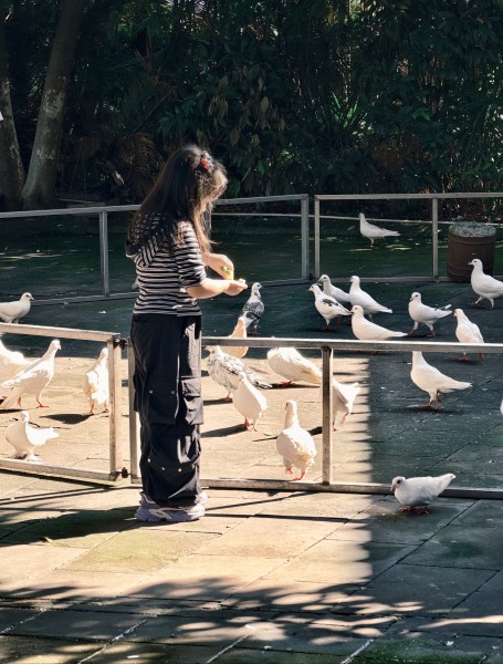 童与鸽的午后邂逅