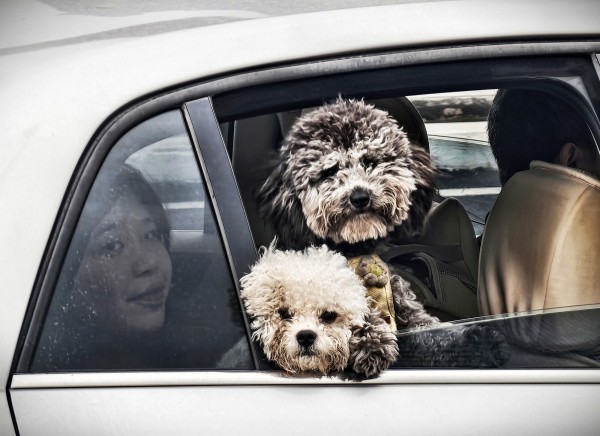 毛孩子的好奇探头